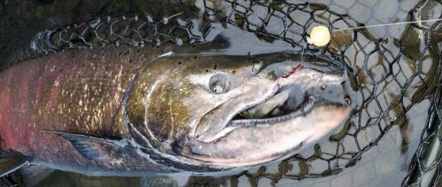 Soft Fishing Beads for Northwest salmon and steelhead – Northwest Fishing  News