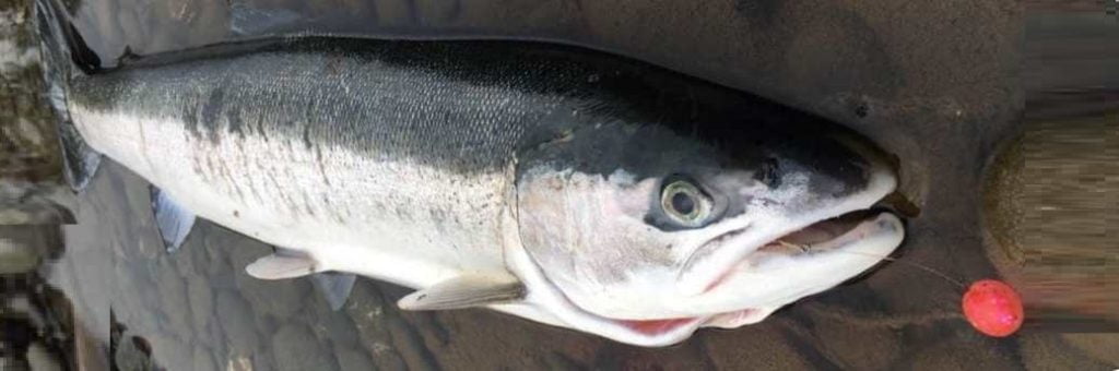 Steelhead caught on Horkers "Bloody Disco" Monster Chomp soft beads. 